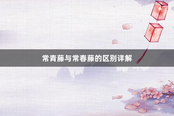 常青藤与常春藤的区别详解